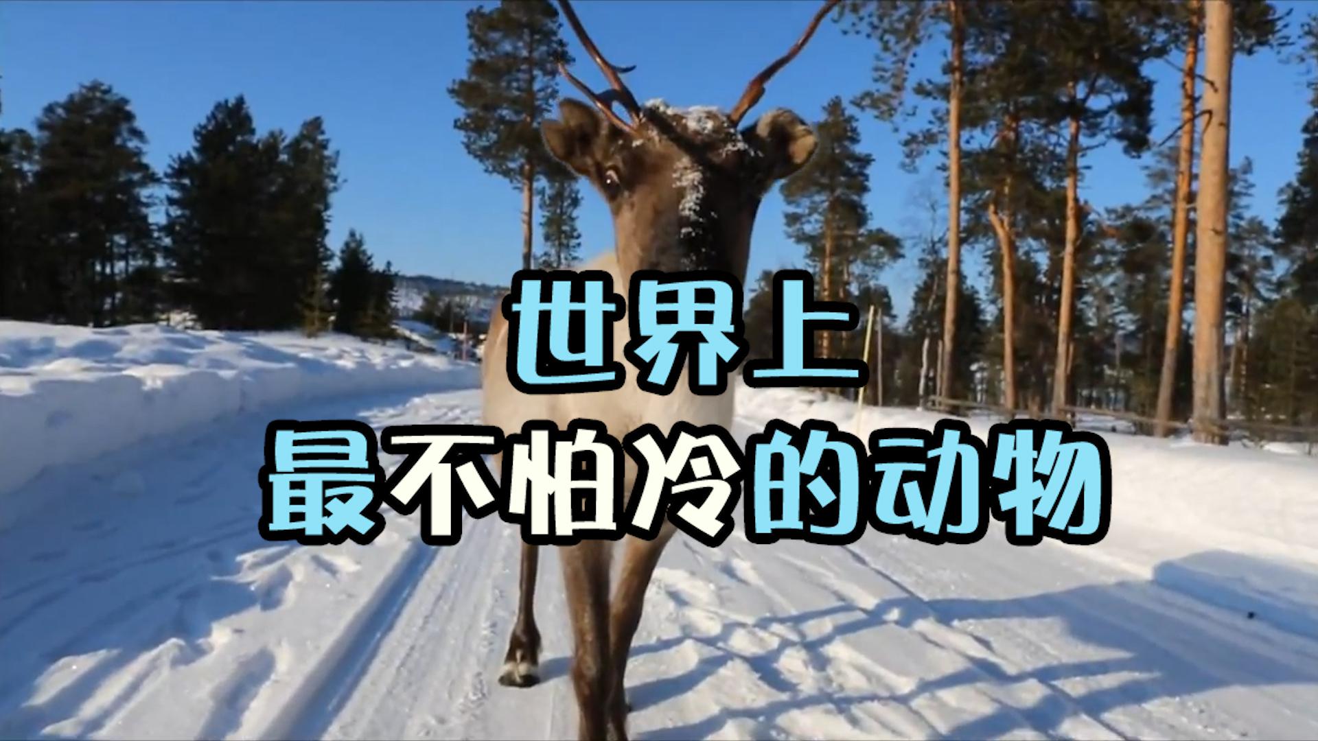 世界上抵御严寒超强的三个动物,有一种生命力很顽强,从来冻不死