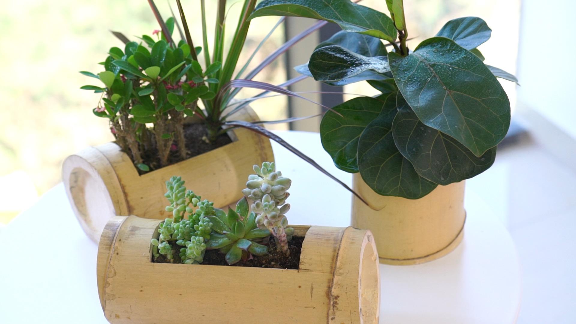 家里的花盆太普通?看看人家做的竹花盆,我怎么就没想到!