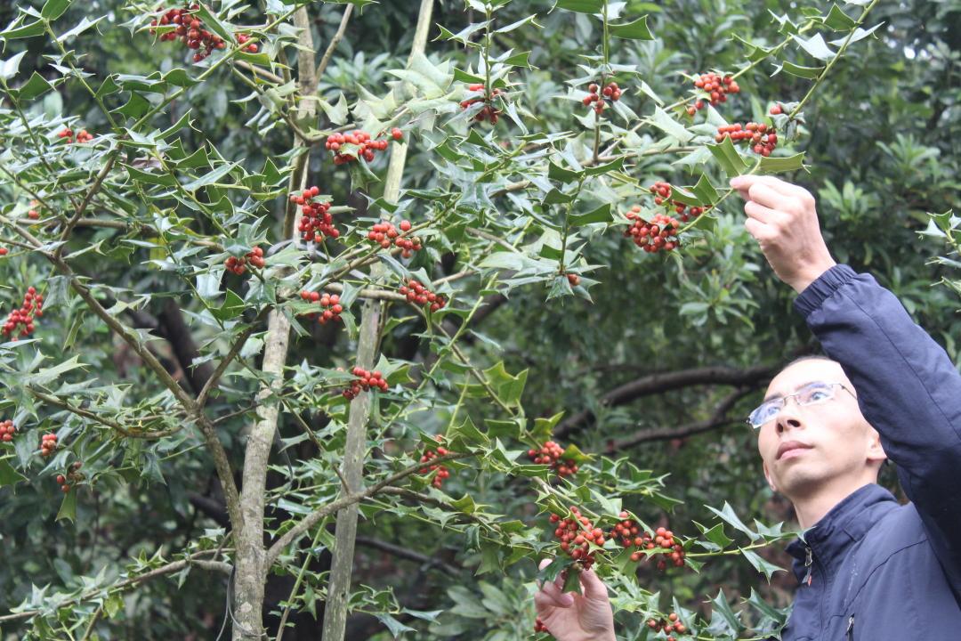 这是一棵什么树？