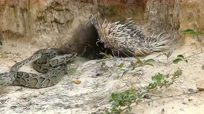 豪猪与巨蟒拼死相斗,场面一度失控,看到它身边的小东西才明白