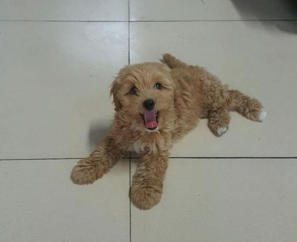 金毛和泰迪生的小狗狗可爱的像绒毛玩具