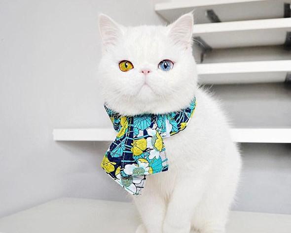 蓝绿异瞳猫咪走红网络网友大呼好想自己也养一个