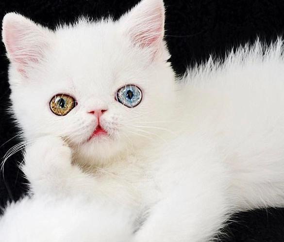 蓝绿异瞳猫咪走红网络网友大呼好想自己也养一个