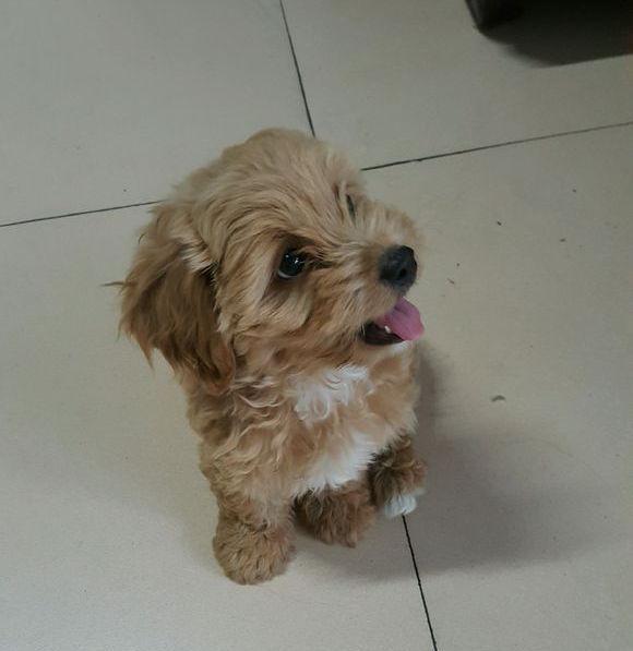 金毛和泰迪生的小狗狗可爱的像绒毛玩具