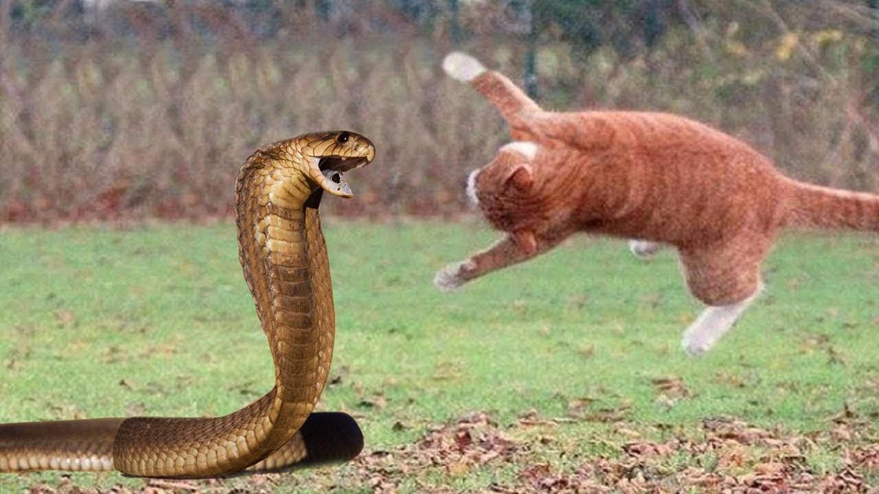 眼镜蛇vs猫,谁能坚持到最后?