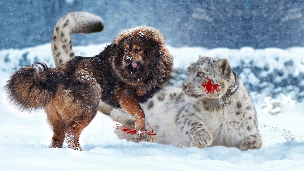 雪豹藏獒之争纯种藏獒连狼都能打赢它是雪豹的对手吗