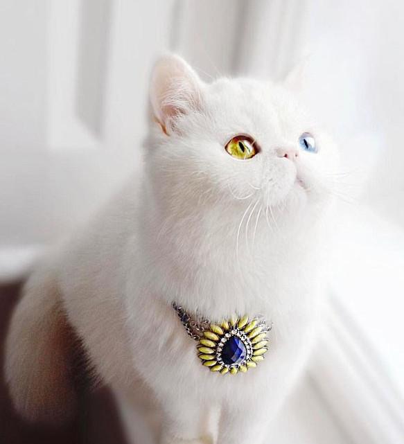 蓝绿异瞳猫咪走红网络网友大呼好想自己也养一个
