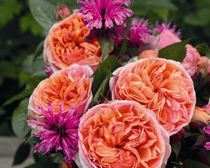 喜欢牡丹,不如养"精品玫瑰"康沃尔公爵夫人,花开高贵优雅!