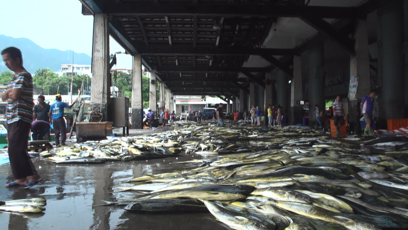 舌尖上的台东海味 白旗鱼的生鱼片 令人惊艳又满足