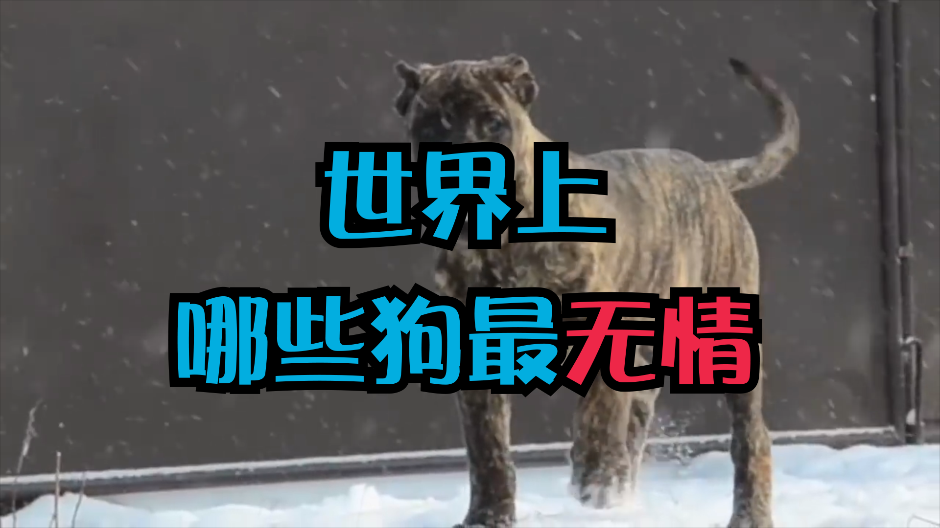 世界上哪些狗比较无情,最容易翻脸不认人?