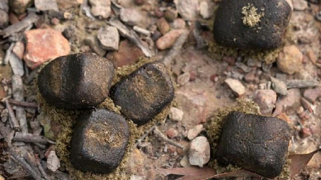 有屎以来,为什么袋熊的大便是方形的?看完你就明白了!