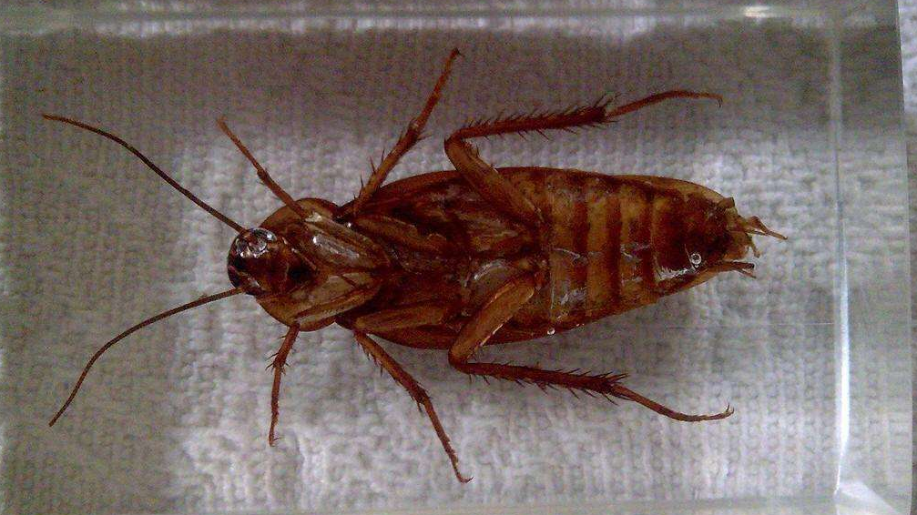 为什么蟑螂死后都是肚子朝天?科学给出这3点解释!