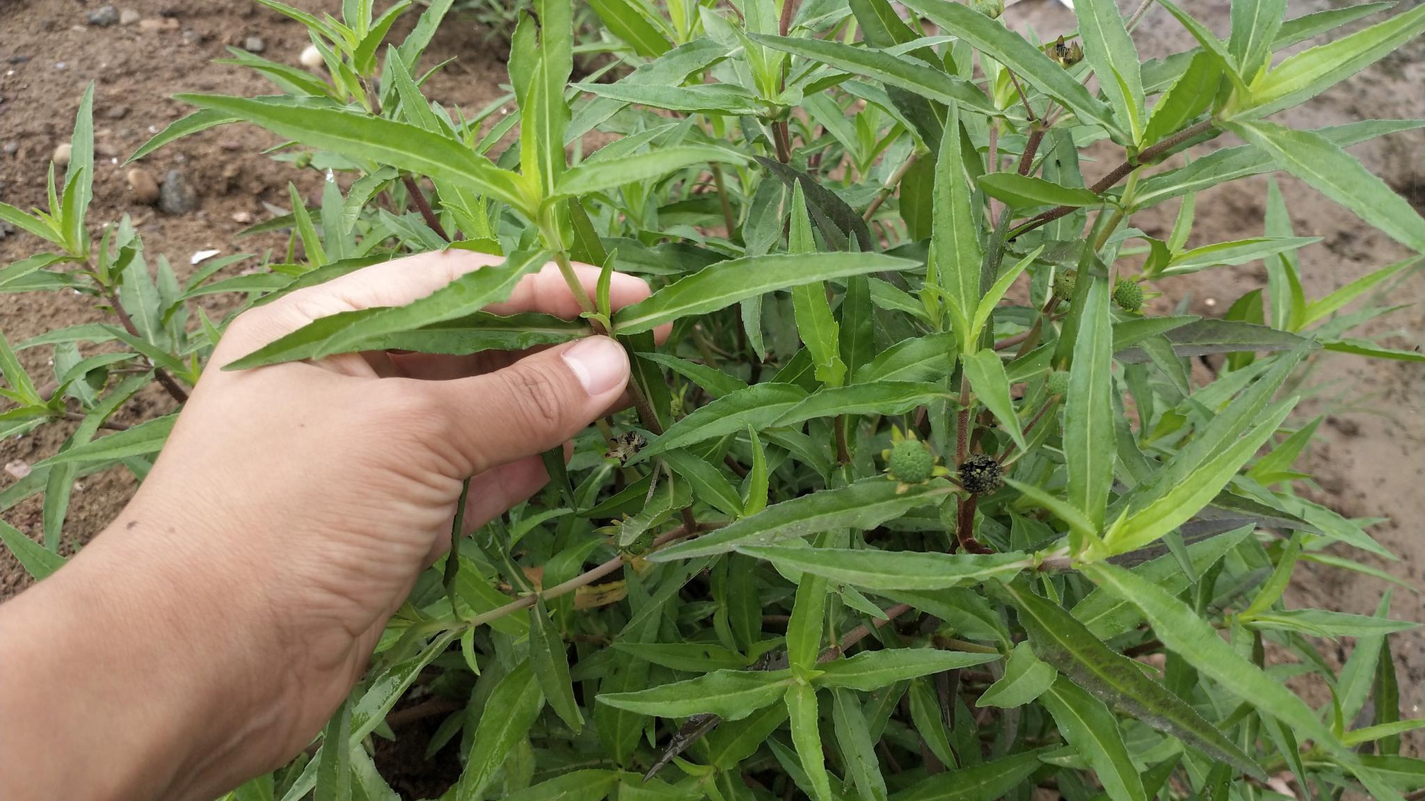 牙痛,牙齿松动?河边的"旱莲草"用途很大,一起了解下!