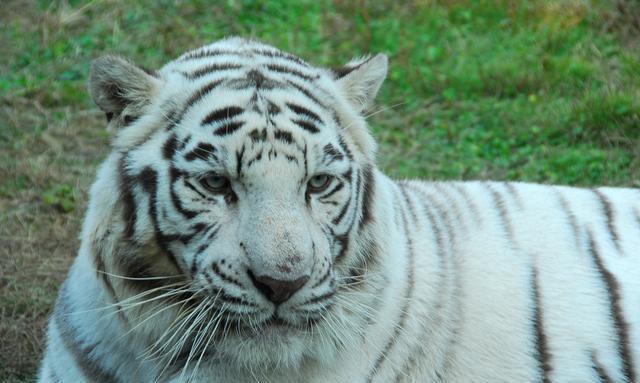 "虎虎人":明天1.5号,百年难遇的"大喜事"!要珍惜!