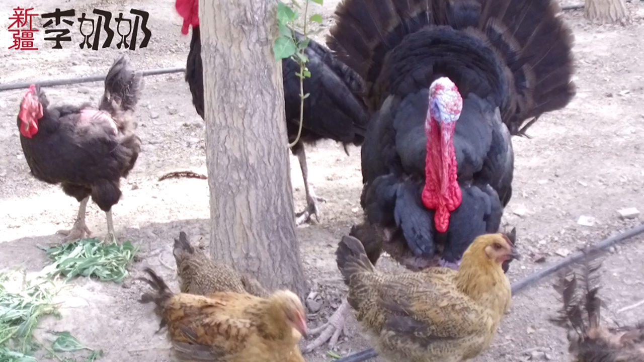 新疆奶奶的园子里养火鸡!鸡中的巨无霸!一只就有20多公斤!