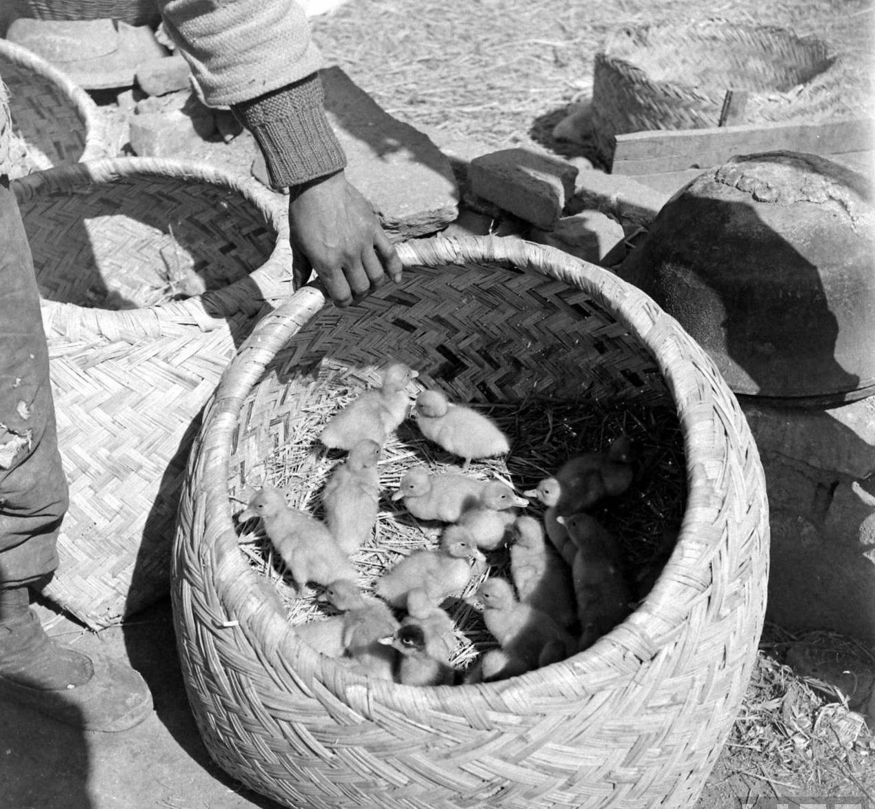 一组民国老照片告诉你,什么才是地道的北京烤鸭!