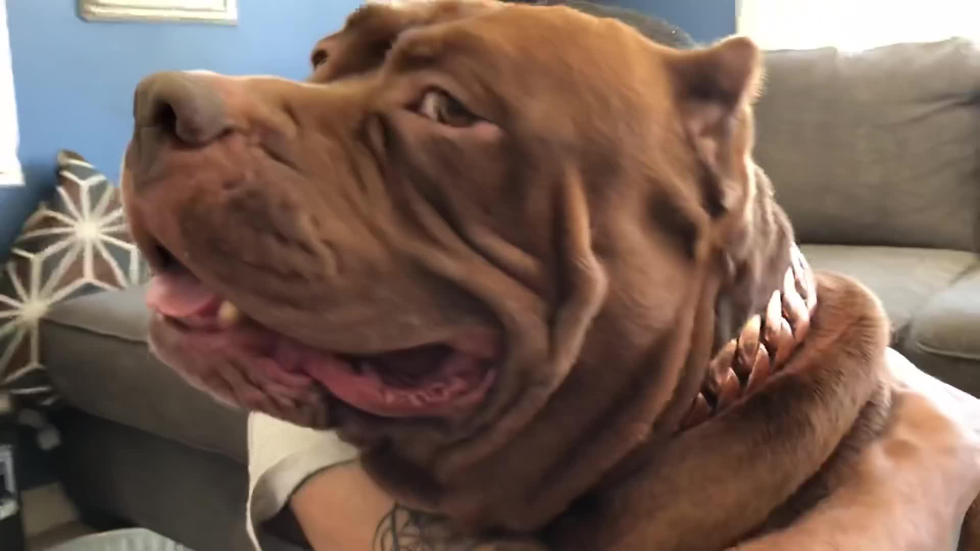 大金链子的庞大恶霸犬被主人来了个尴尬的拥抱