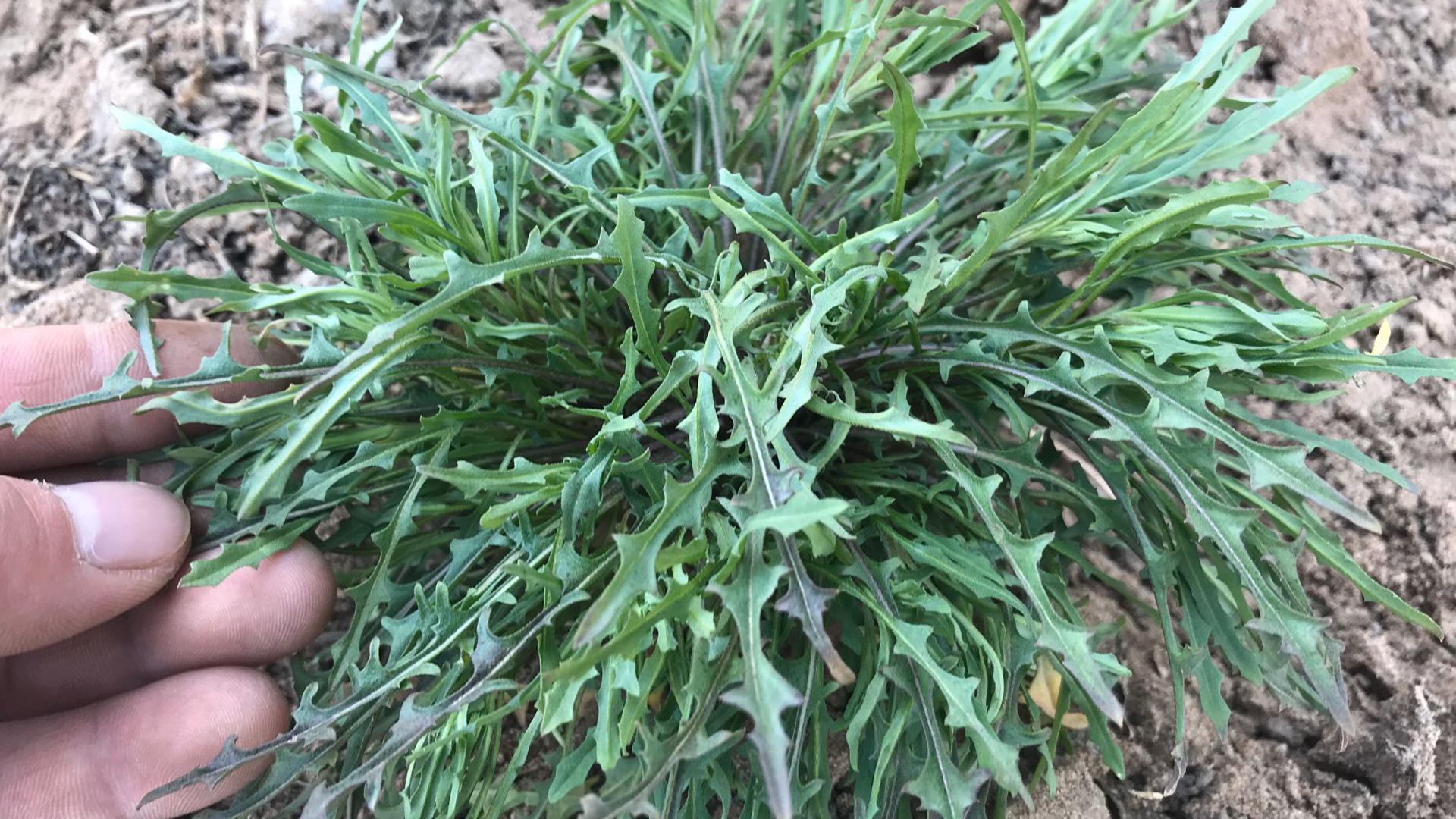 田间罕见的 败酱草 一种珍贵的野菜 好处可真不少