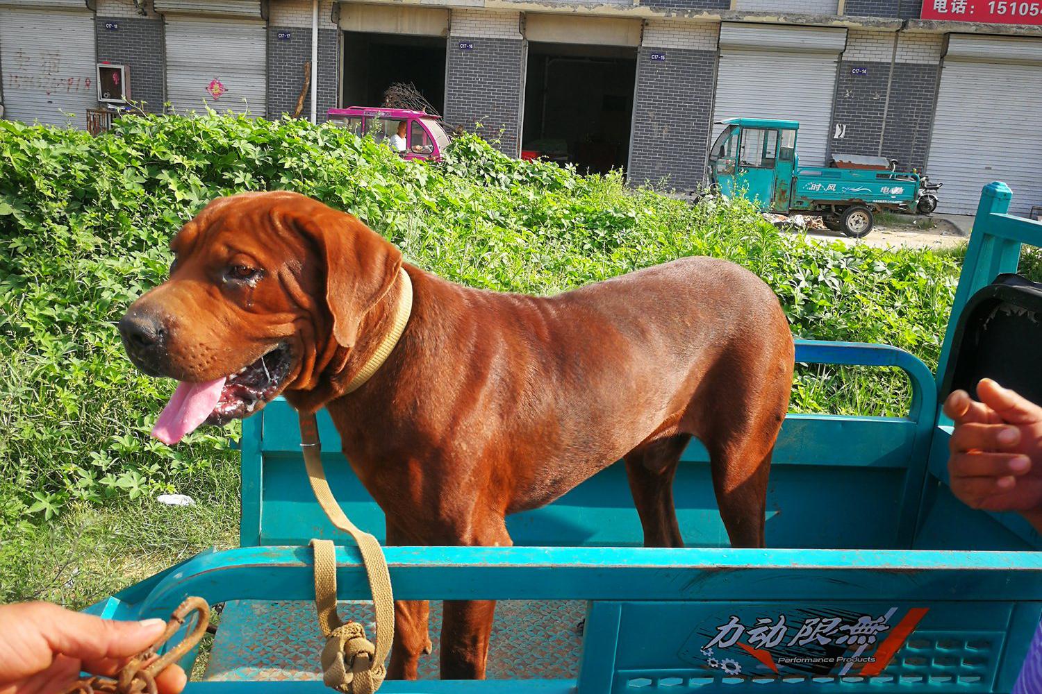 东北虎宠物犬被卖做肉狗,狗狗发现自己被卖,不知所措