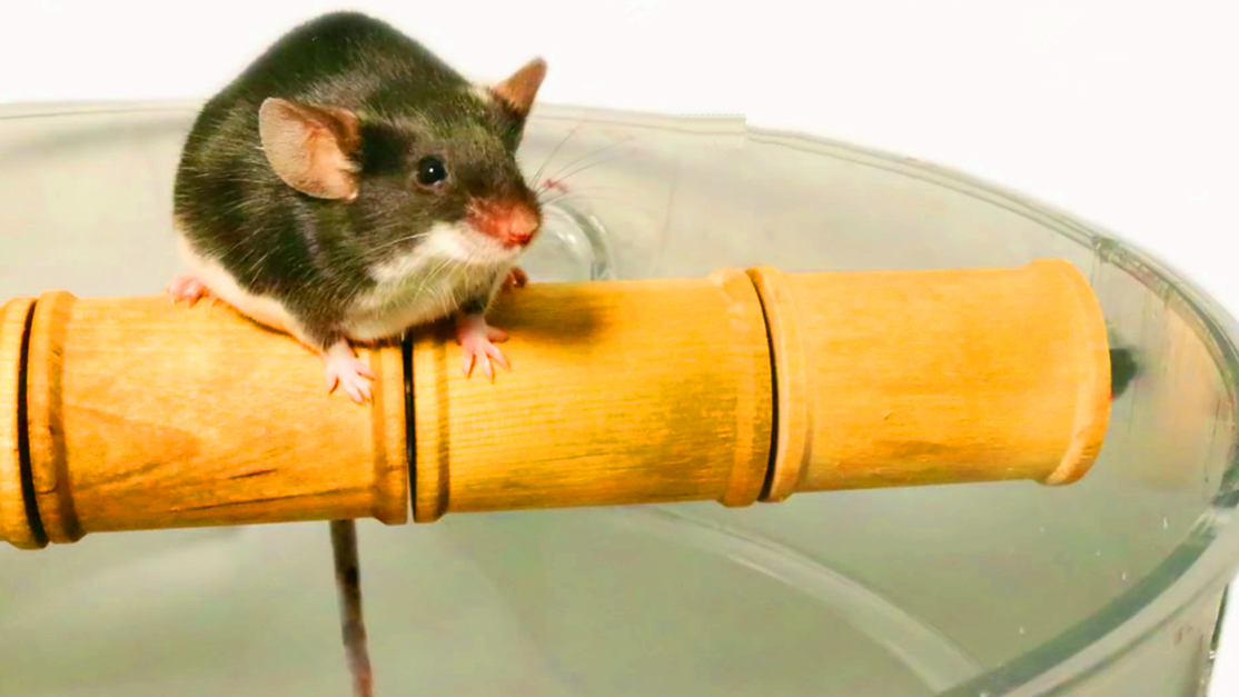 民间牛人发明的捕鼠装置结构简单效果超好老鼠来多少都团灭