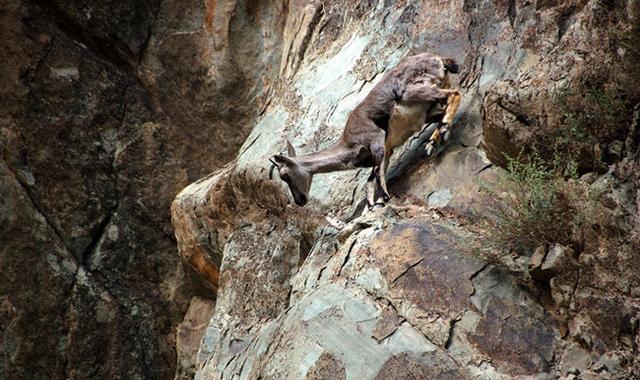 岩羊: 悬崖峭壁如履平地, 却常因太得瑟而丧命