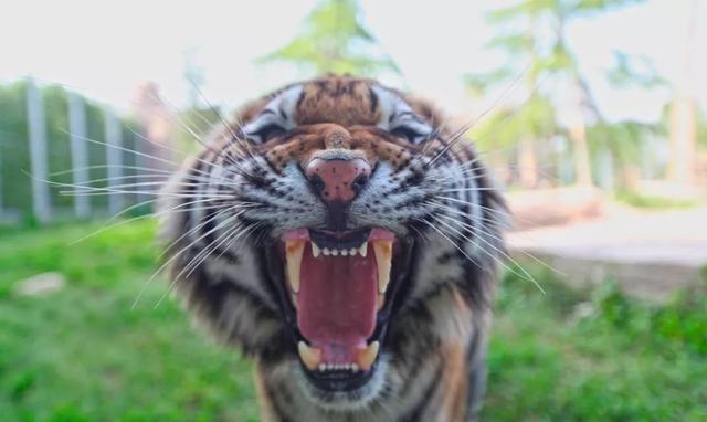 奶凶奶凶的小老虎想抱走