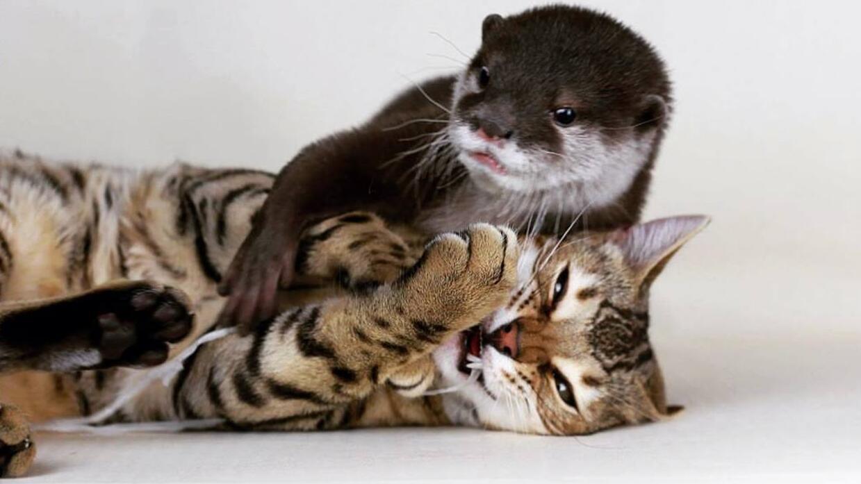 水獭偷啃猫咪尾巴如遇一只脾气坏的猫搂头就揍你了