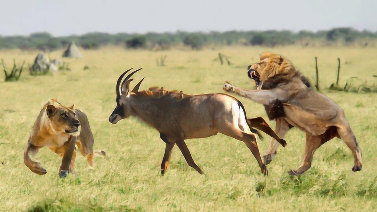 狮子把羚羊逼入绝境,随后却发生这事,镜头记录下狮子的尴尬瞬间