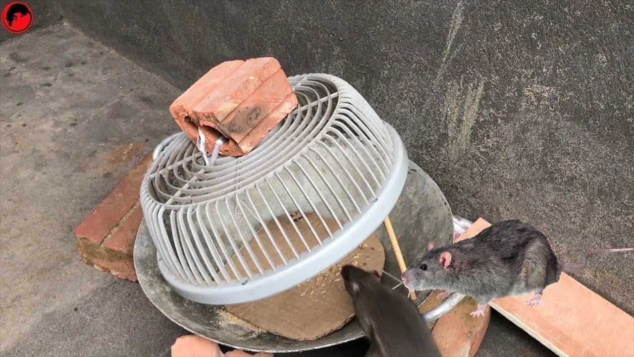 用重物压在粘鼠板边缘,等老鼠上钩即可2使用老鼠笼将食物放入老鼠笼