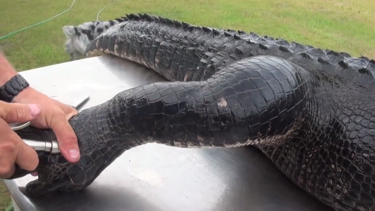 尴尬!背摔校长又怼假鳄鱼 美国少年花样作死 拿假鳄鱼摔跤被捕