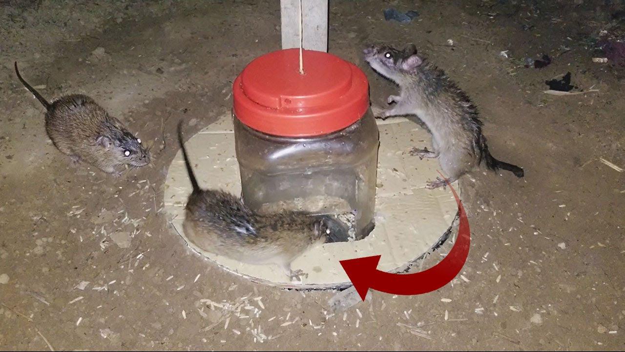 牛人自制强大的升降式捕鼠神器老鼠一窝端