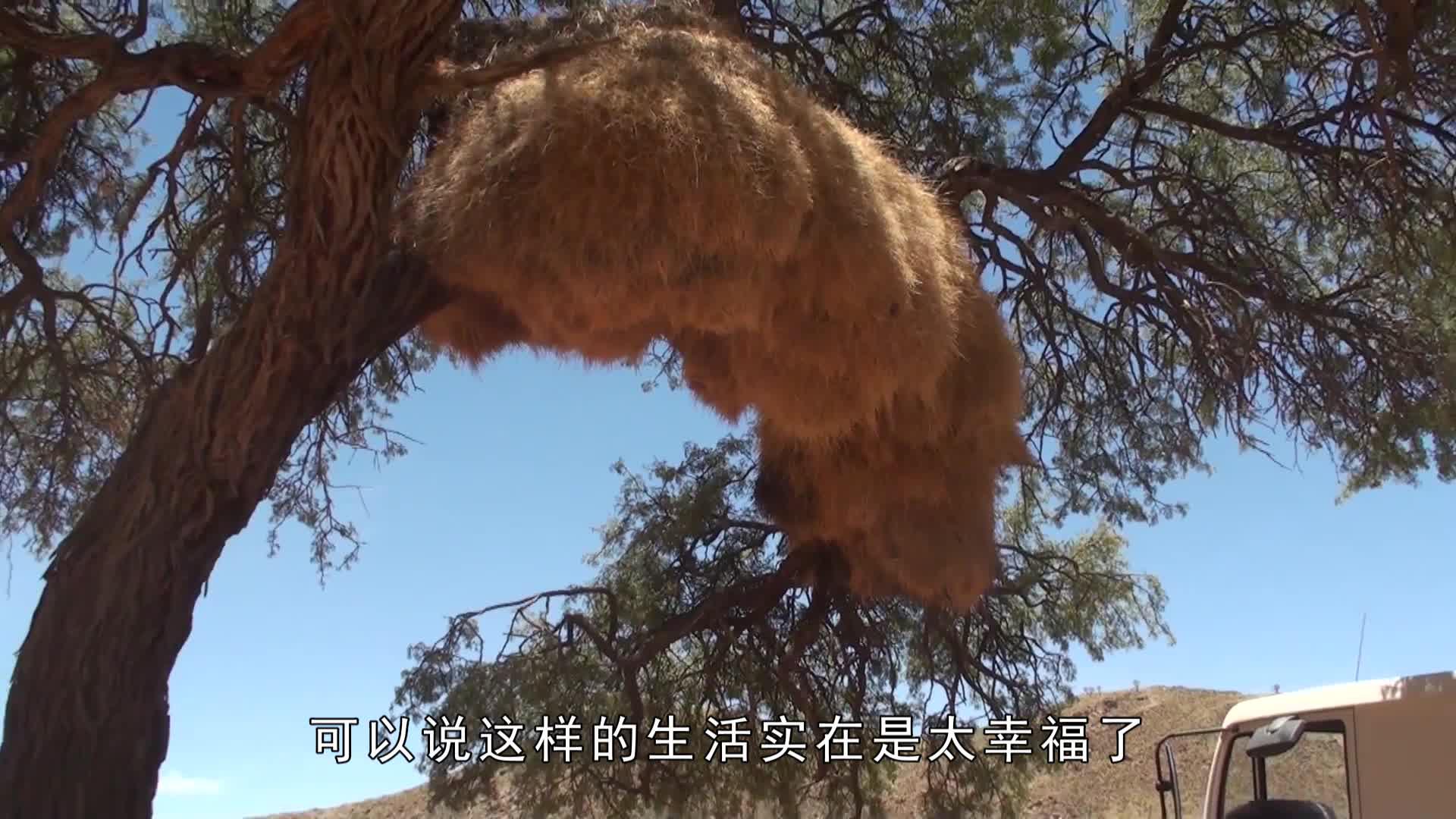 世界上最大的鸟窝,重达一吨犹如豪华别墅,至今无人敢去掏!