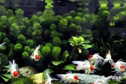 经验分享 光照对金鱼的影响