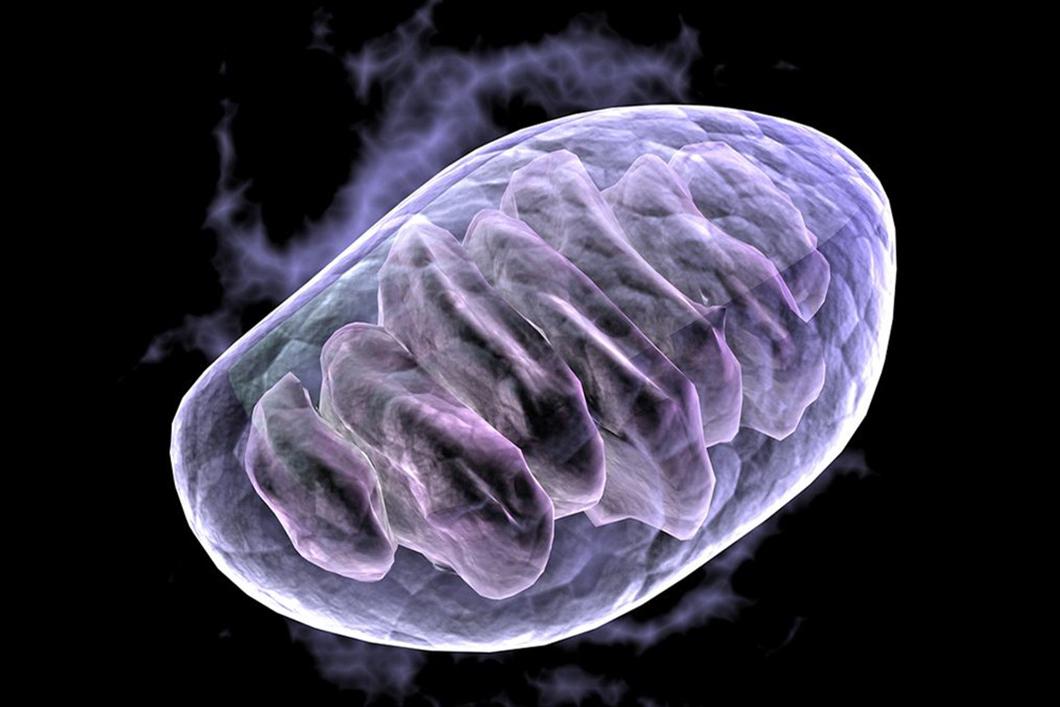 生物学教科书又被改写，父亲的线粒体DNA也可以遗传后代_新浪新闻