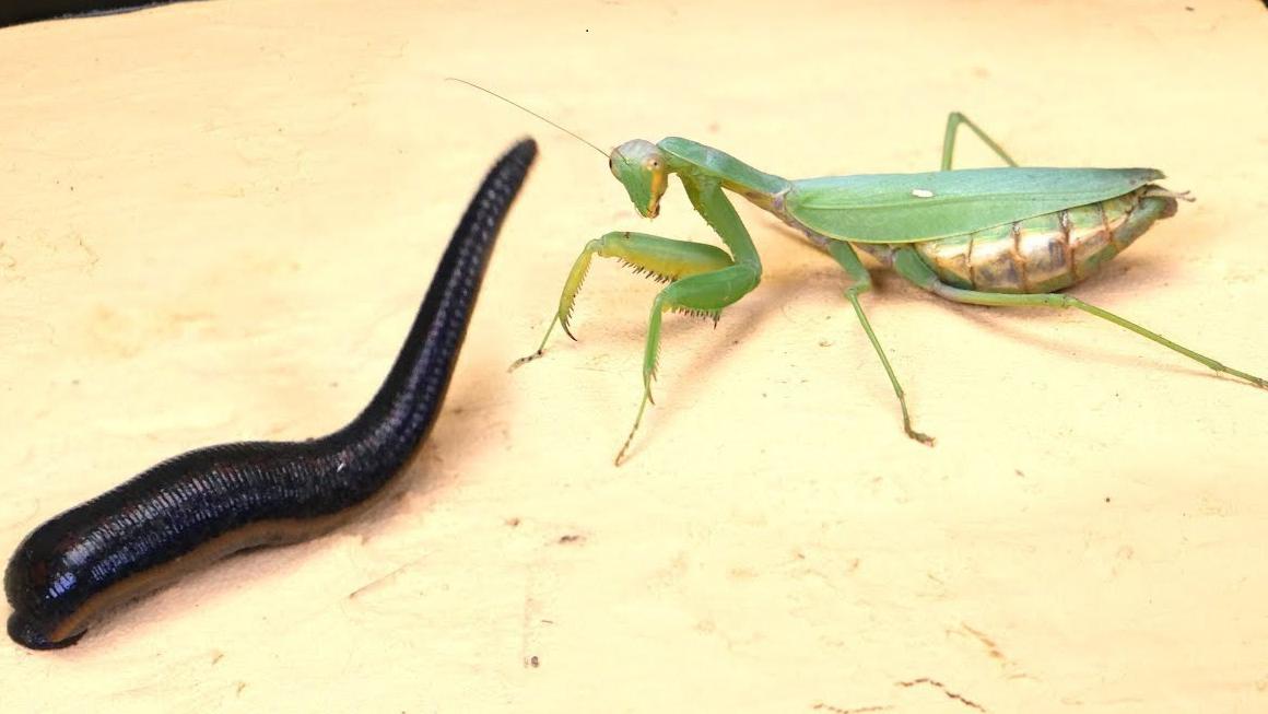 将螳螂和水蛭放到一起,谁会更厉害?决斗一瞬间立马分胜负