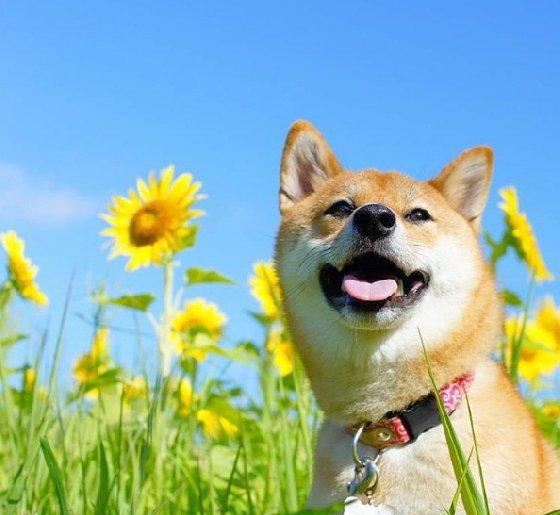 姿势|花海|扫帚草_新浪新闻