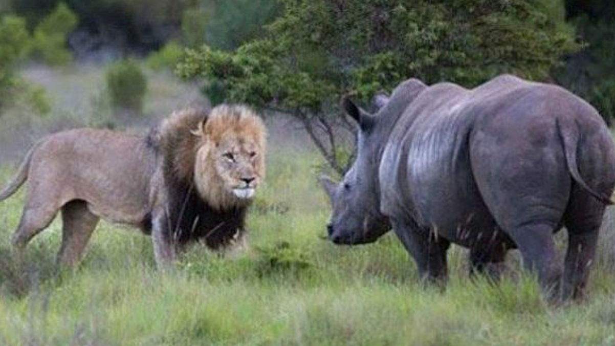3头狮子围攻犀牛,结局得到反转,镜头记录精彩画面!