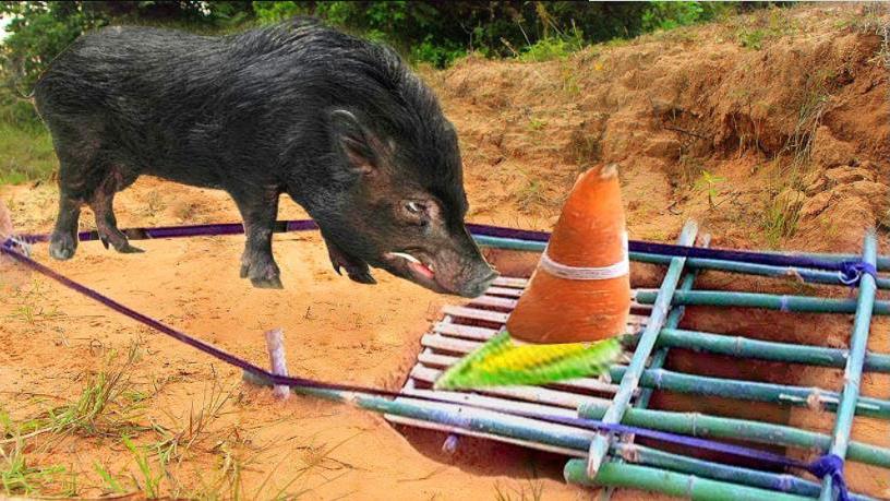 农村小胡太有才了!野外设置这陷阱,贪吃猪就这样上当了!