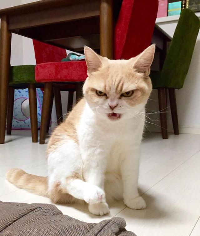 不服憋着!日本猫咪一脸桀骜蹿红网络