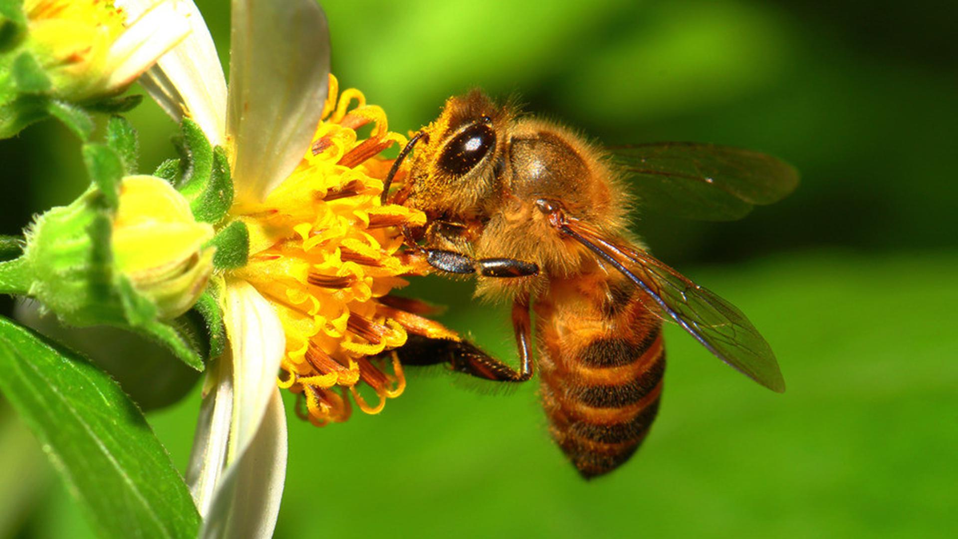 爱因斯坦蜜蜂是人类的主宰蜜蜂灭亡人类也灭亡请善待蜜蜂