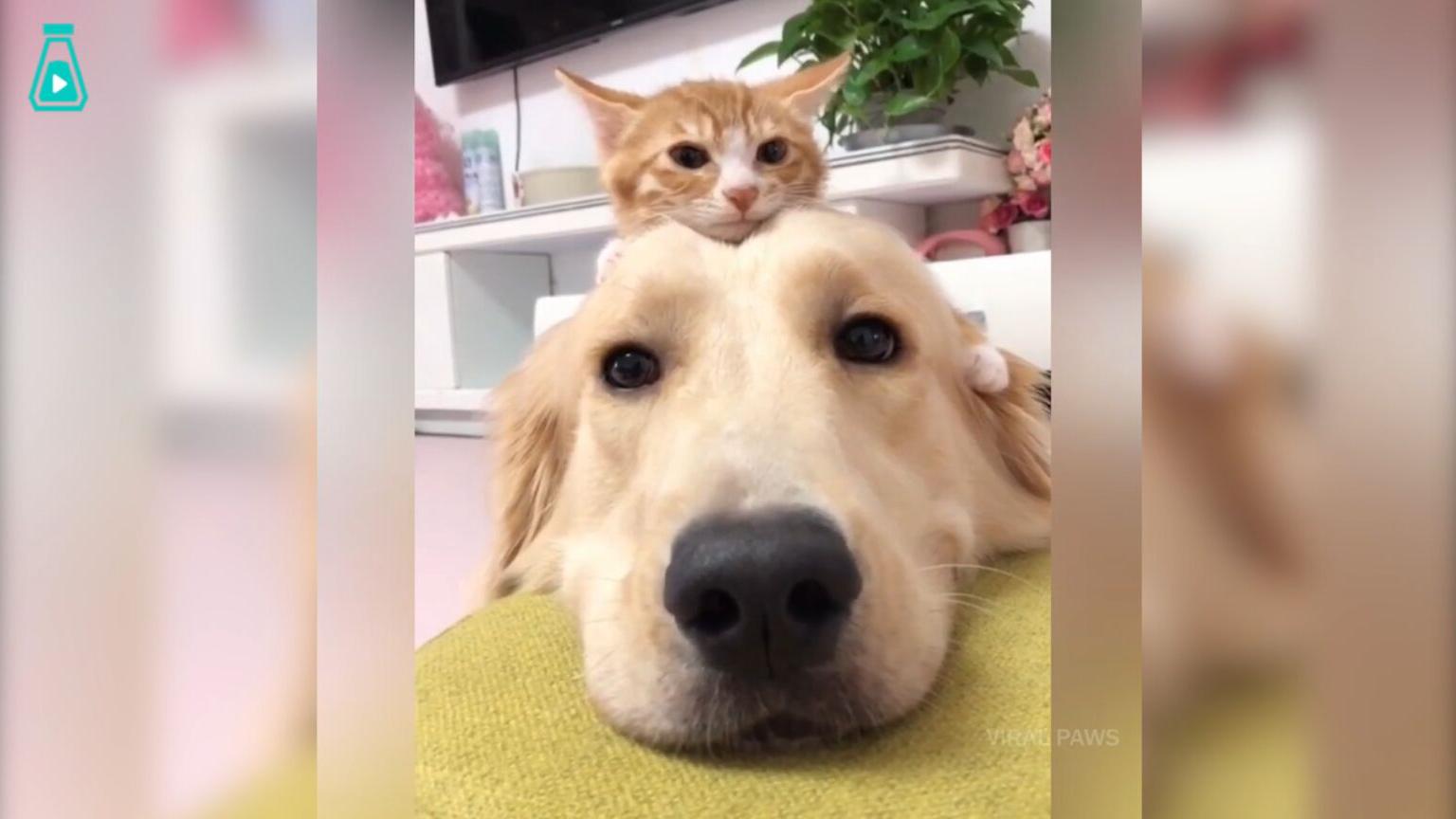 大金毛遇上小橘猫后变奶爸,两只在一起,甜得人心都化了