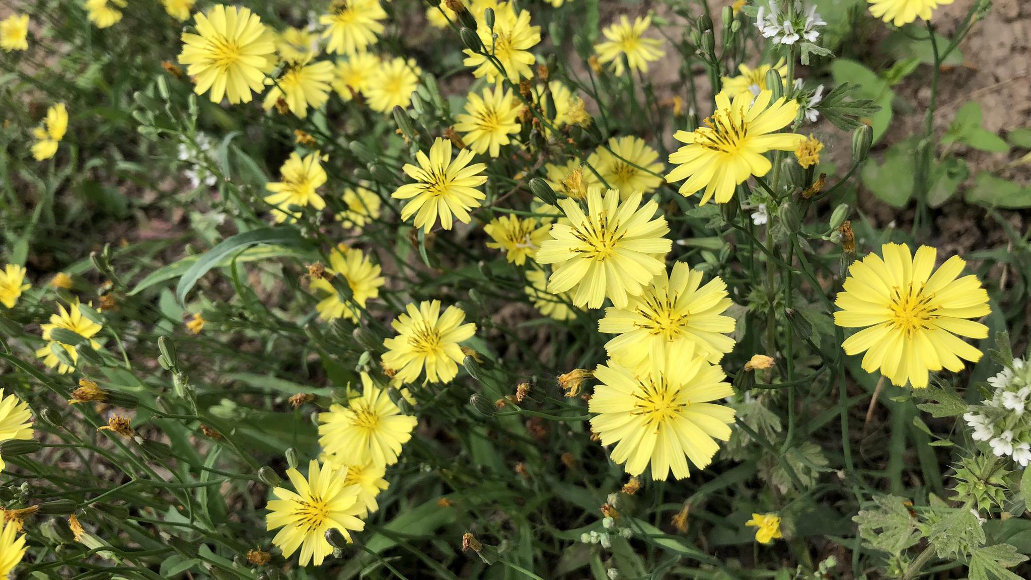 金光菊:菊科植物,北京奥森