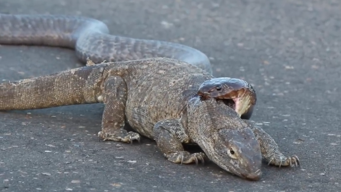 当毒蛇遇到巨蜥蜴,大战一触即发,看谁才是百毒之首