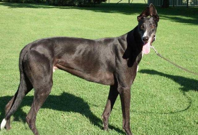 纯种和非纯种的格力犬分辨方法