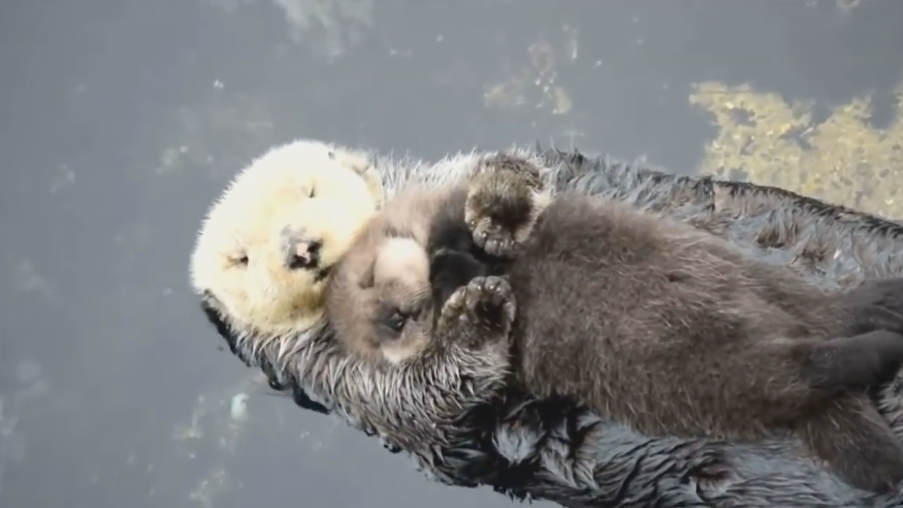 带孩子游泳的水獭妈妈走红网络,真是太可爱了,镜头拍下全过程!