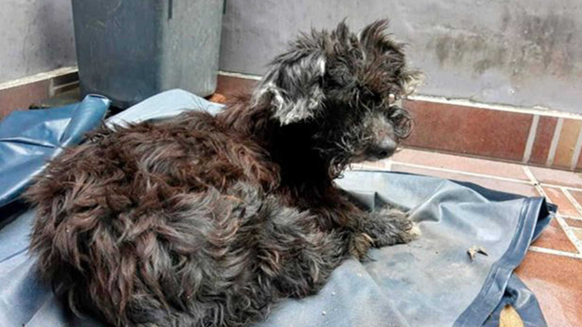 快被饿死的流浪狗晕倒在主人门前,身上看不到一点肉让人心疼