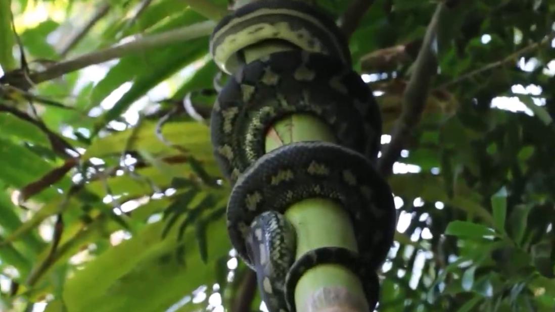 蛇是这样上树的,好像烤串