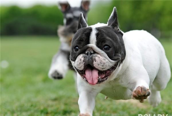 佐治亚大学斗牛犬 GeoAI是什么 仲量联行处于什么档次级别