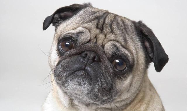 不掉毛的10种狗狗,真的有吗?