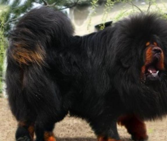 曾被誉为"狗王",现在却被人毁了